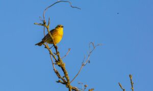 Birdwatching e osservazione della fauna nei parchi di Venaria Reale